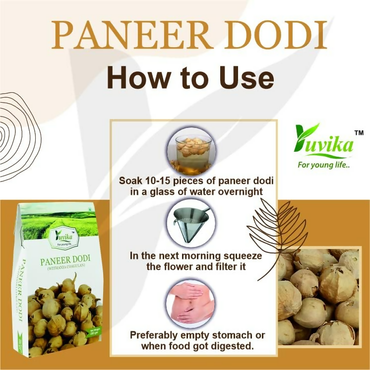 Yuvika Paneer DODI - Paneer Ke Phool - Withania Coagulan