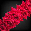 Red Rose Gajra