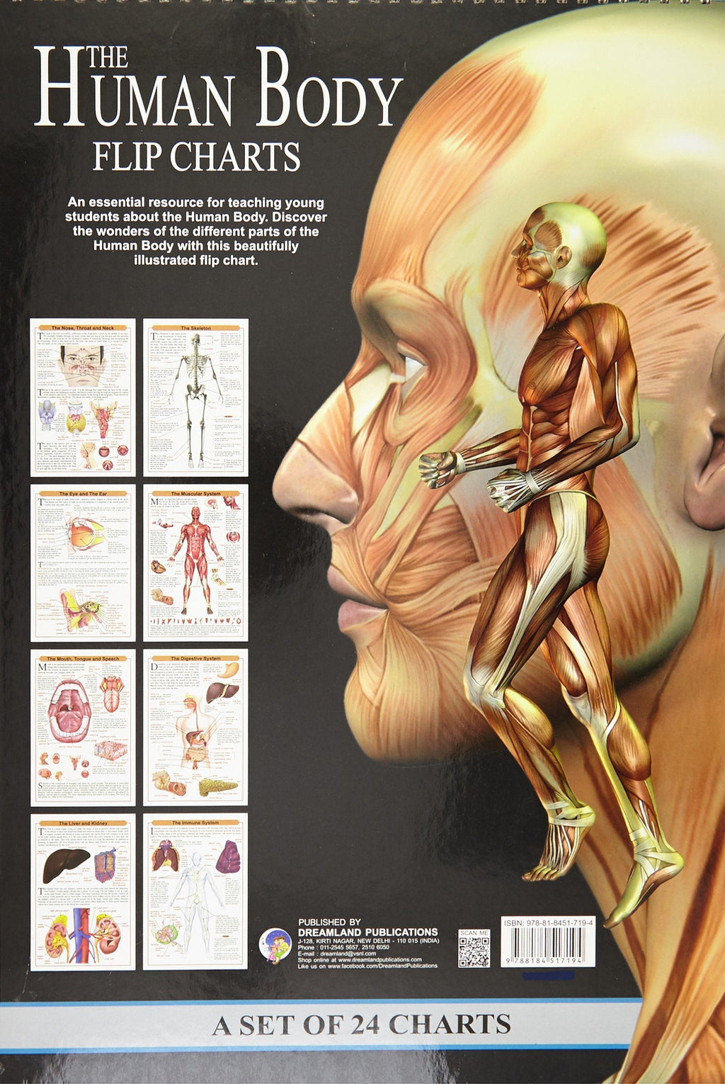 Dreamland The Human Body Flip Charts