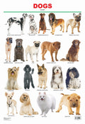 Dreamland Publications Dogs : Children Reference Educational Laminated Chart