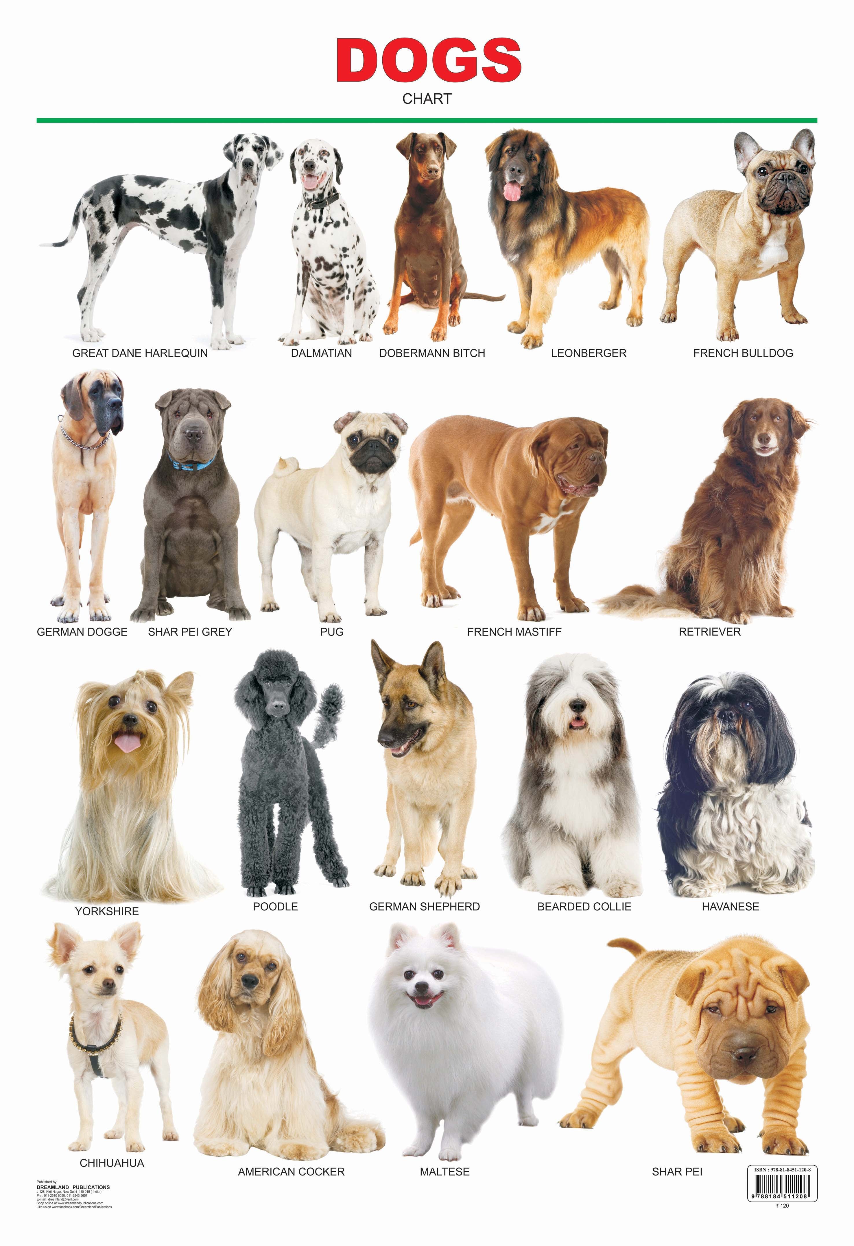 Dreamland Publications Dogs : Children Reference Educational Laminated Chart