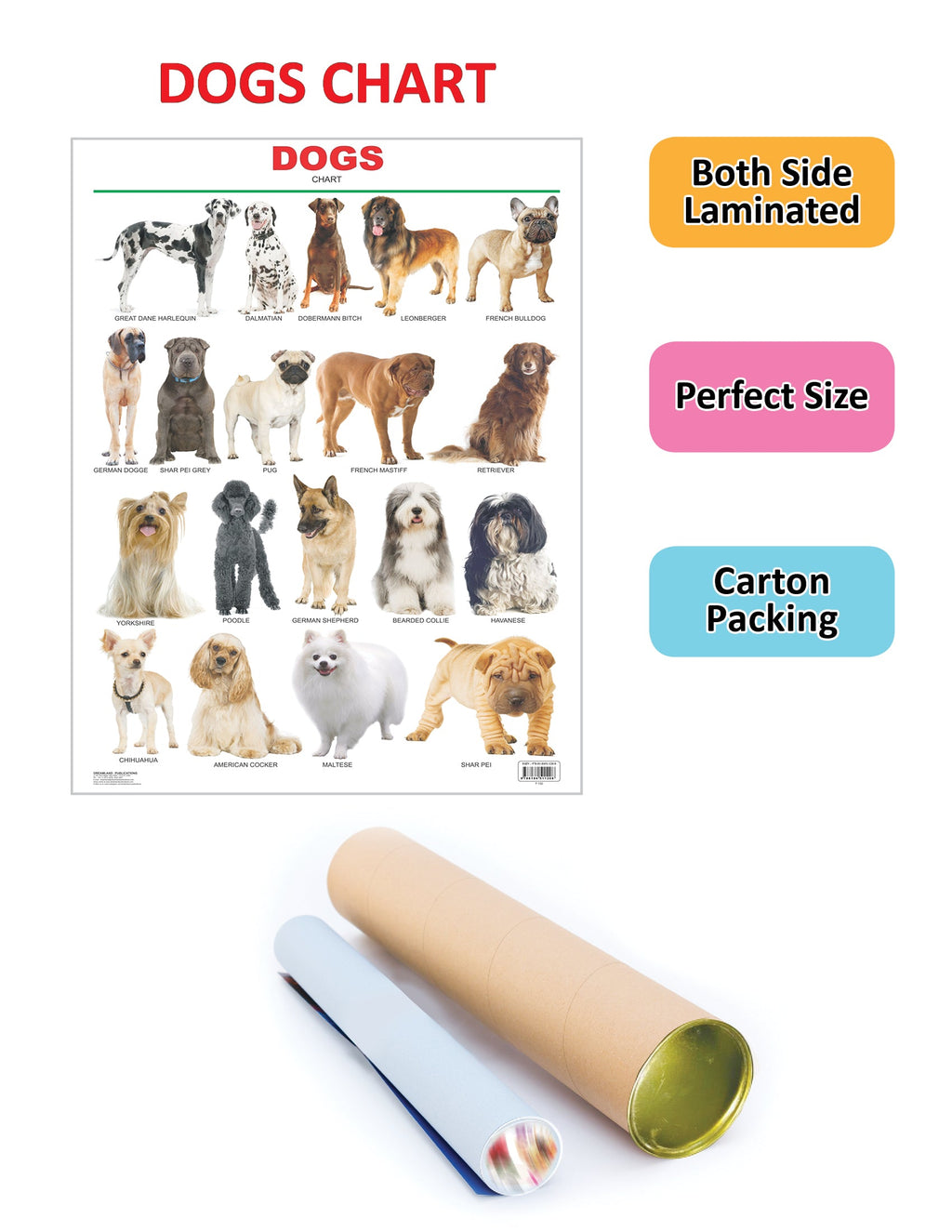 Dreamland Publications Dogs : Children Reference Educational Laminated Chart
