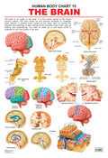 Dreamland Publications Educational Chart for Kids - The Brain