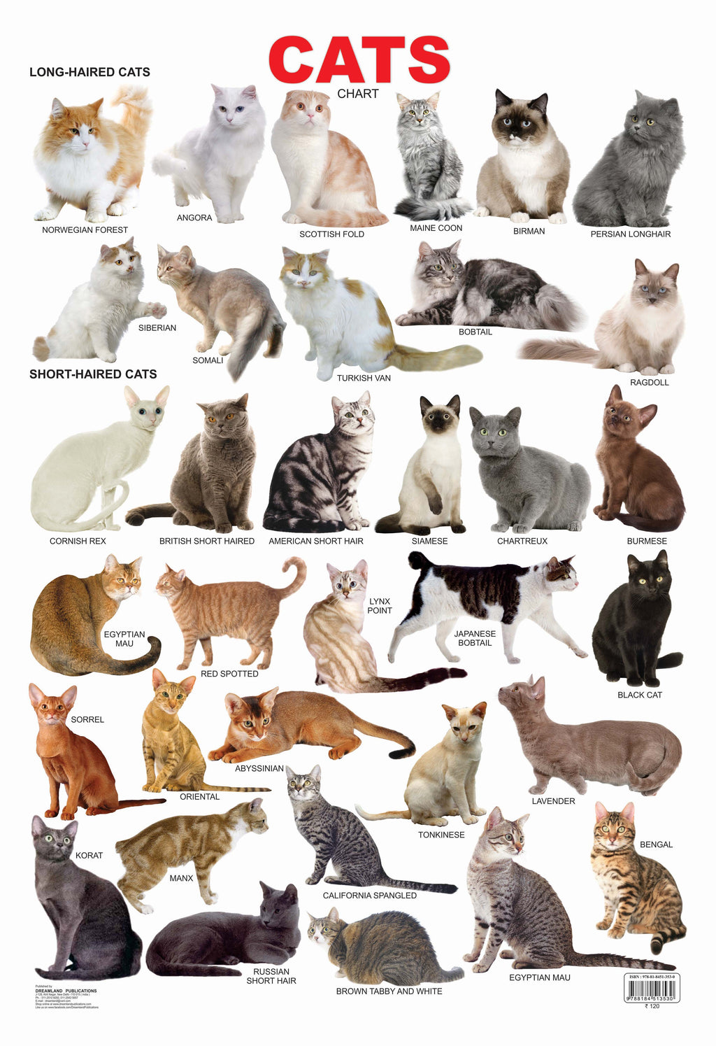 Dreamland Publications Cat Chart : Children Reference Educational Laminated Chart