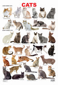 Dreamland Publications Cat Chart : Children Reference Educational Laminated Chart