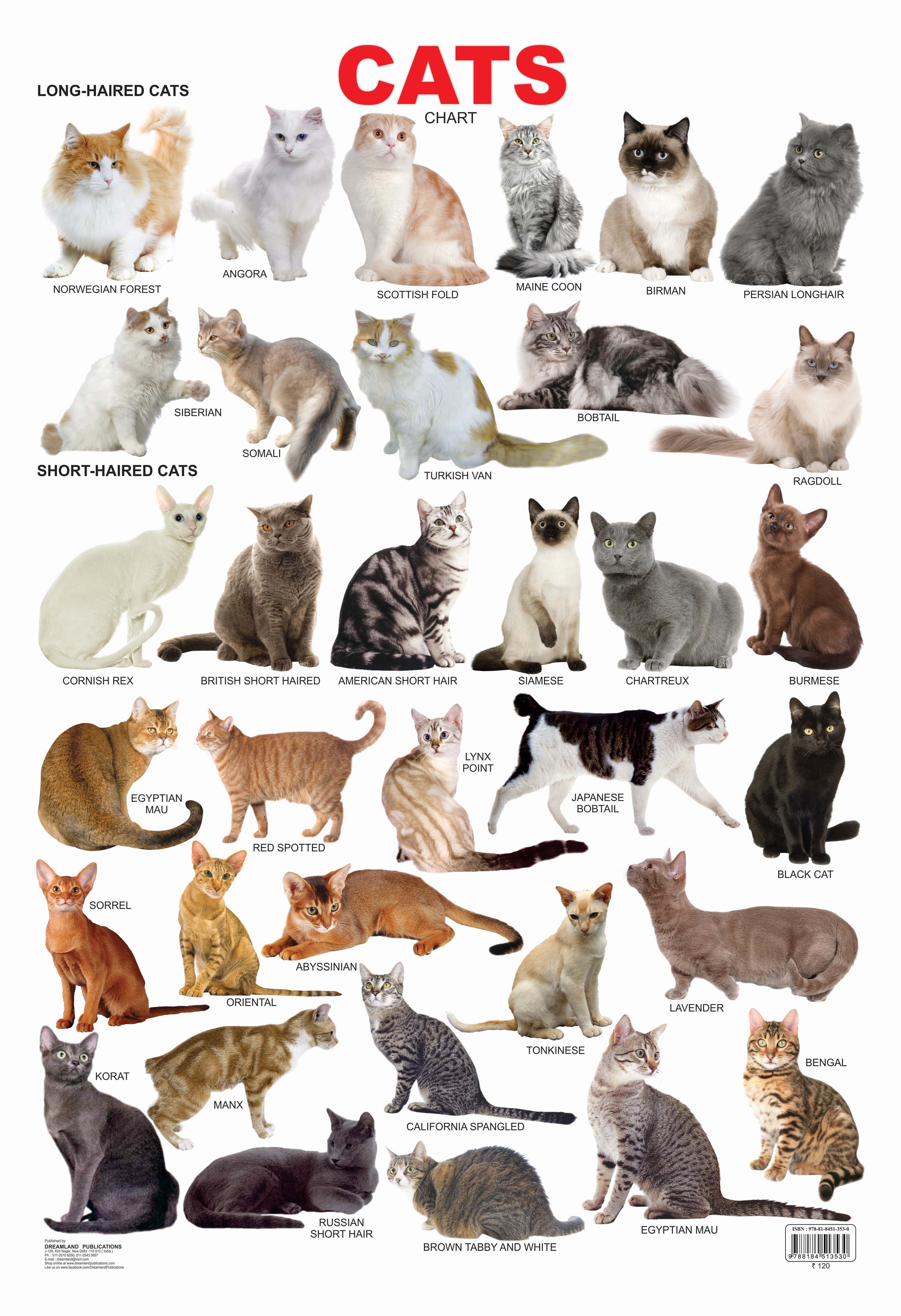 Dreamland Publications Cat Chart : Children Reference Educational Laminated Chart