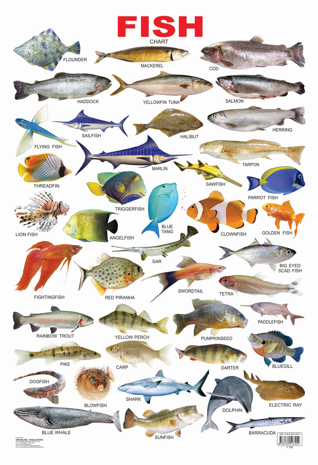 Dreamland Publications Educational Chart for Kids - Fish