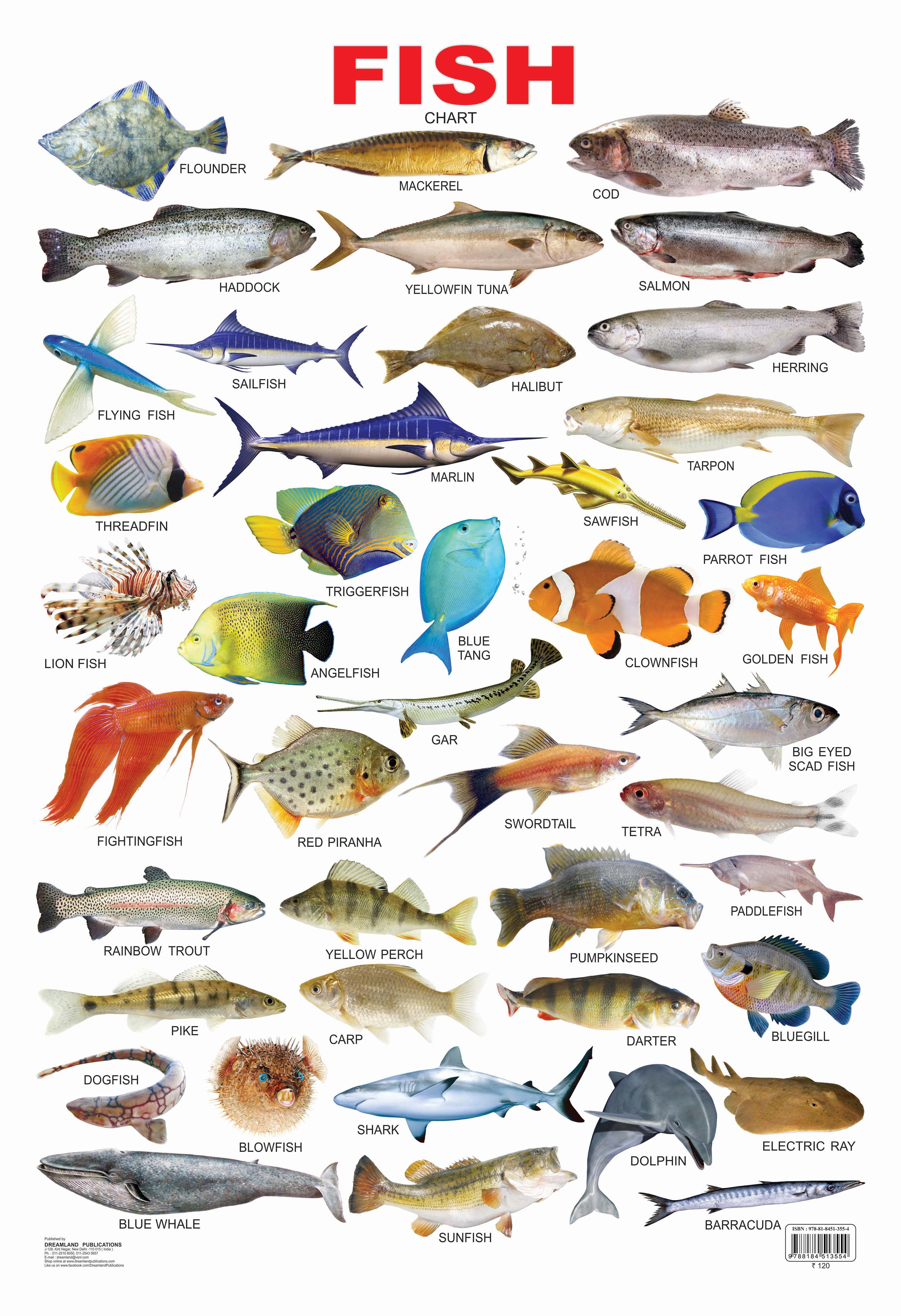 Dreamland Publications Educational Chart for Kids - Fish