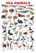 Dreamland Publications Educational Chart for Kids - Sea Animal