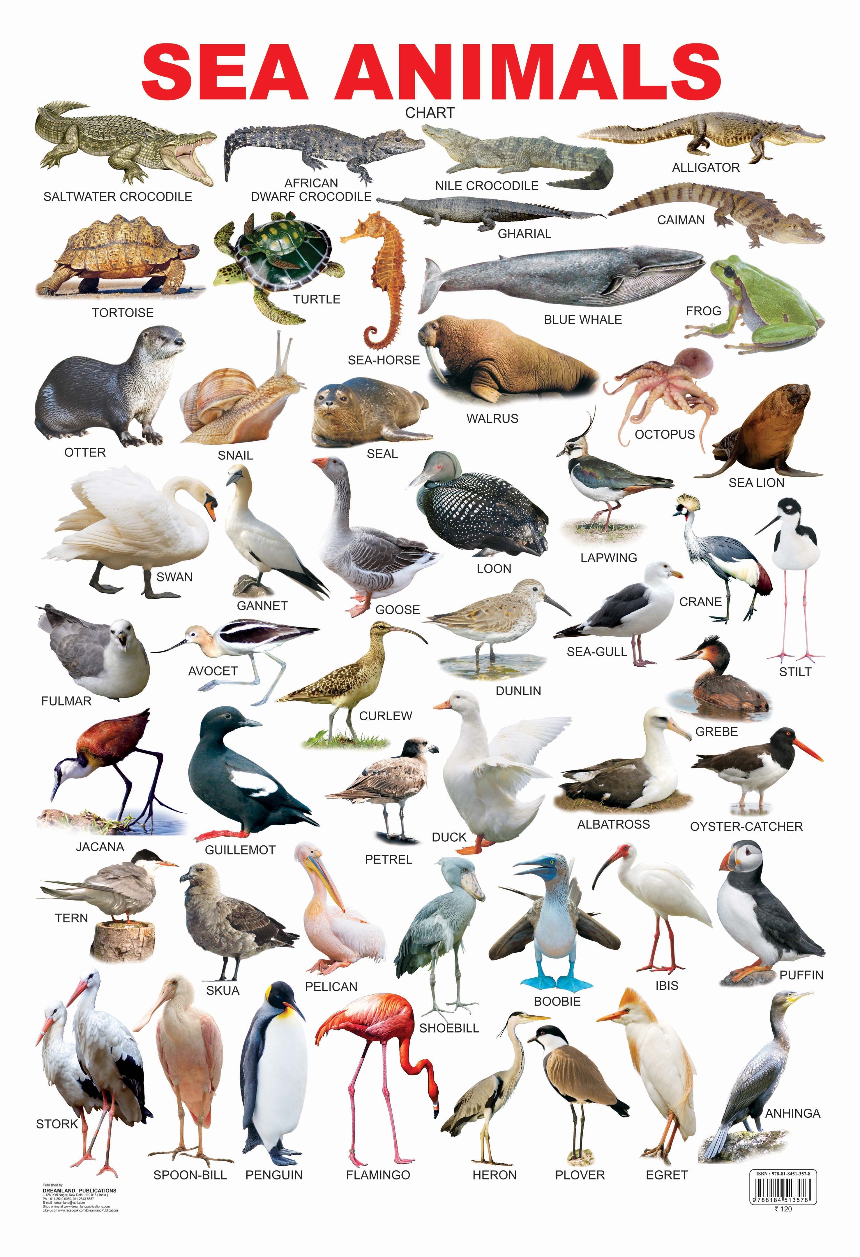 Dreamland Publications Educational Chart for Kids - Sea Animal