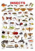 Dreamland Publications Educational Chart for Kids - Insect