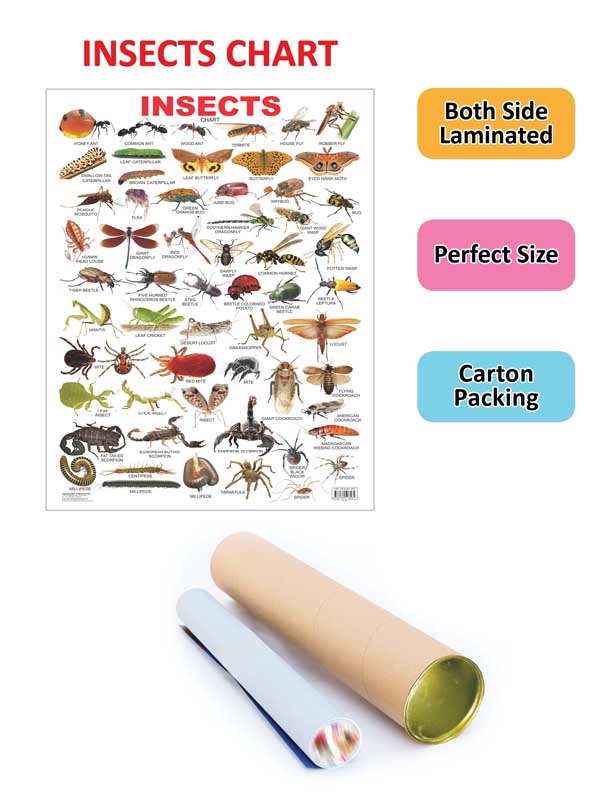 Dreamland Publications Educational Chart for Kids - Insect