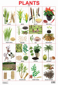 Dreamland Publications Plants Chart : Children Reference Educational Laminated Chart
