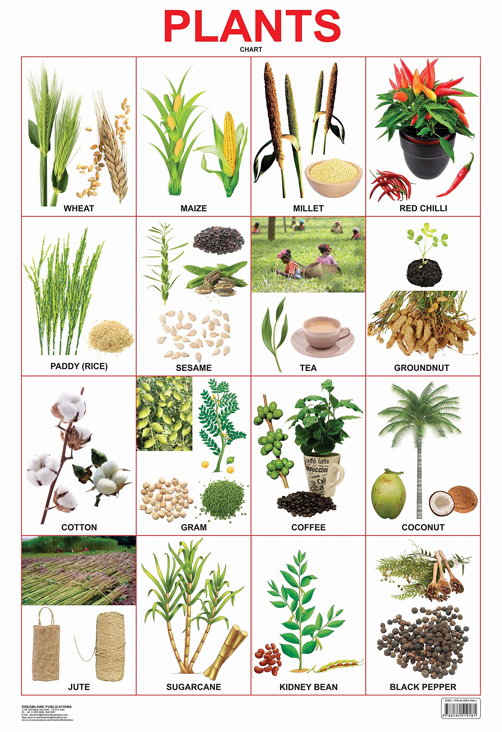 Dreamland Publications Plants Chart : Children Reference Educational Laminated Chart