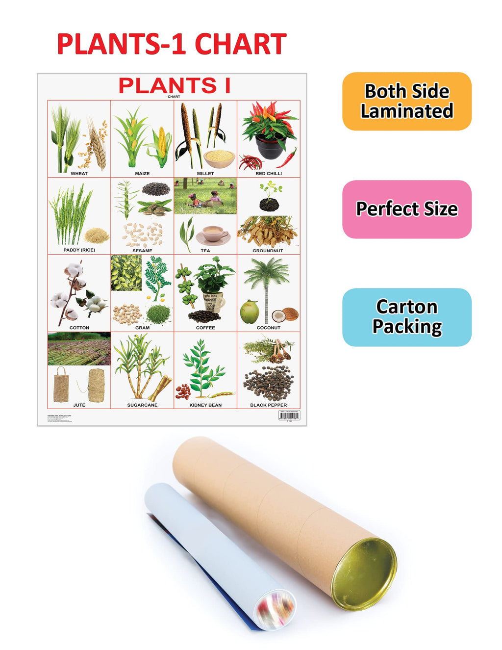 Dreamland Publications Plants Chart : Children Reference Educational Laminated Chart