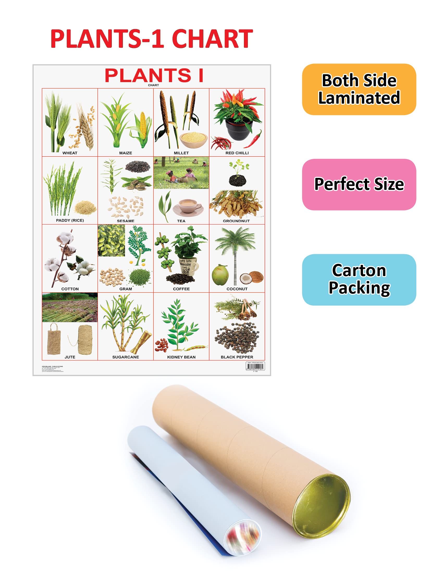 Dreamland Publications Plants Chart : Children Reference Educational Laminated Chart