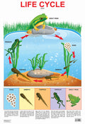 Dreamland Publications Educational Chart for Kids - Life Cycle Chart