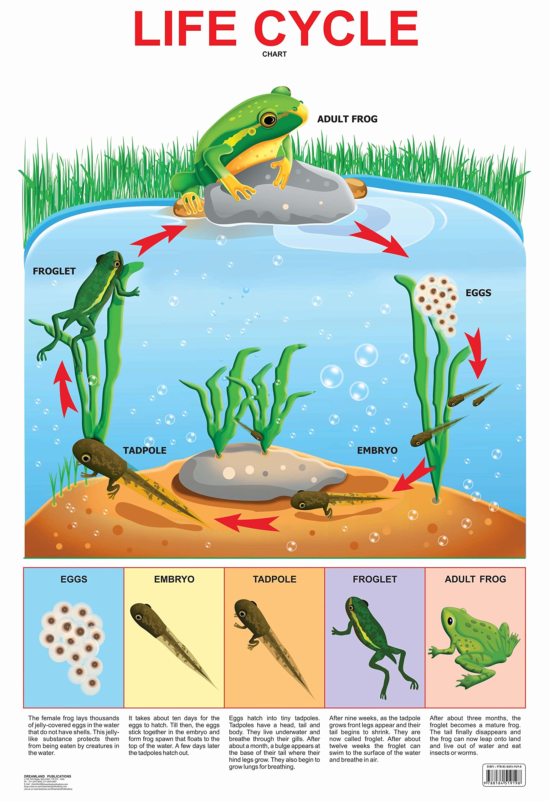 Dreamland Publications Educational Chart for Kids - Life Cycle Chart