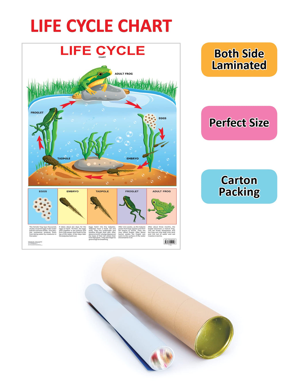 Dreamland Publications Educational Chart for Kids - Life Cycle Chart
