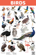 Birds : Charts - Om Books