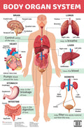 Body Organ System : Charts - Om Books
