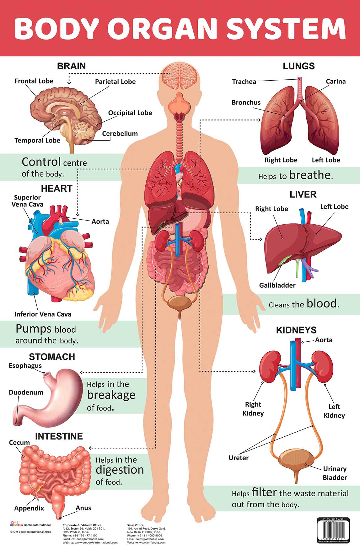 Body Organ System : Charts - Om Books