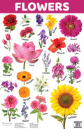 Flowers : Charts - Om Books