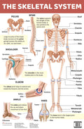 The Skeletal System : Charts - Om Books