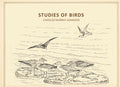 Studies of birds - Gyan Books