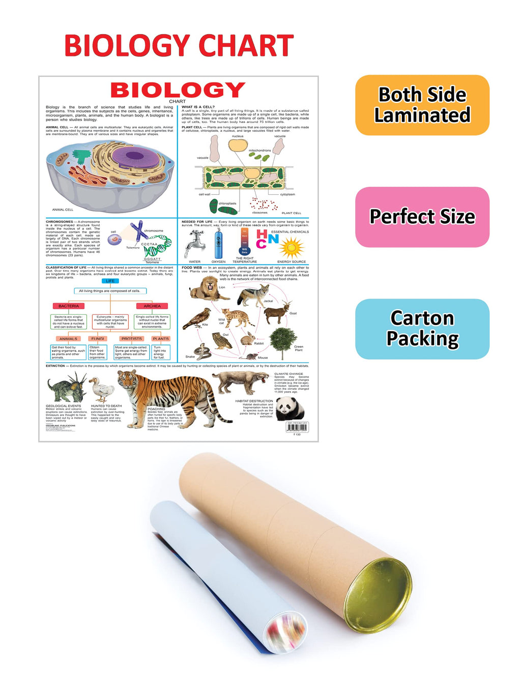Dreamland Publications Biology : Children Reference Educational Laminated Chart