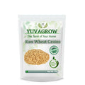 Yuvagrow Raw Wheat Grains