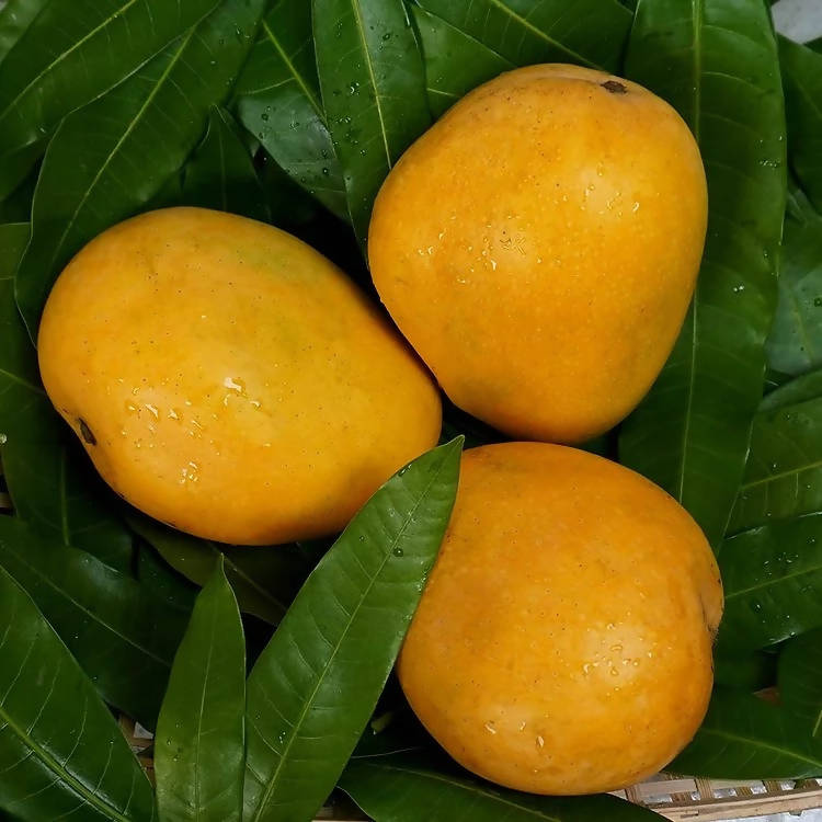 Banginapalli Mangoes / Benishan / Chappatai / Safeda / Badam Aam