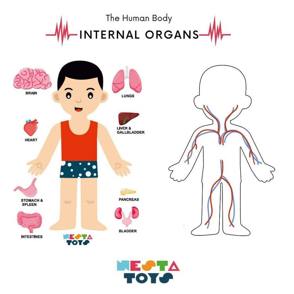 Nesta Toys Human Body | Internal Organs Wooden Puzzle
