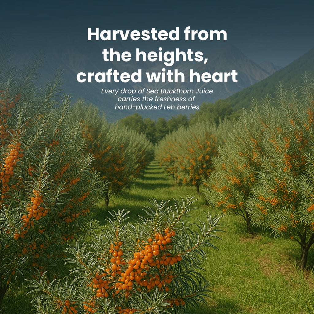Krishna'S Herbal & Ayurveda Sea Buckthorn Juice