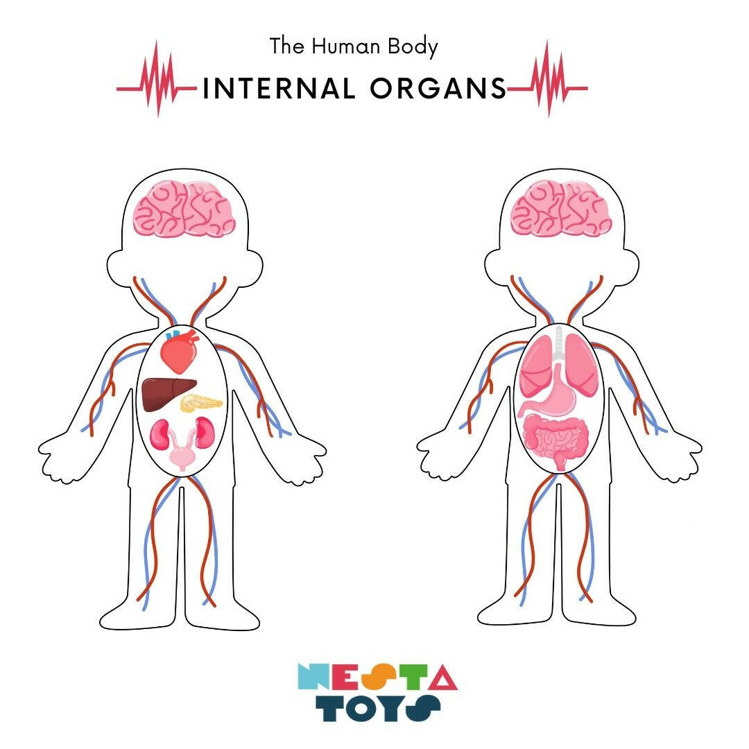 Nesta Toys Human Body | Internal Organs Wooden Puzzle