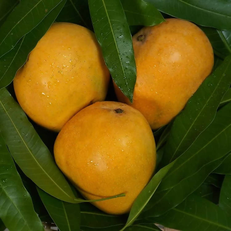 Banginapalli Mangoes / Benishan / Chappatai / Safeda / Badam Aam