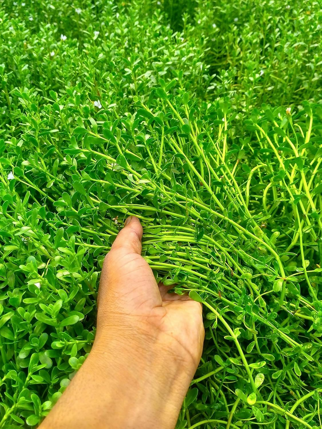 Carmel Organics Brahmi/Bacopa Monnieri Powder